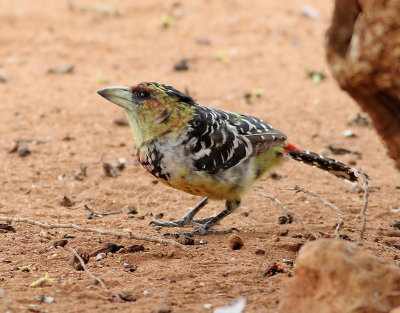 Tofsbarbett  Crested Barbet  Trachyphonus vaillantii