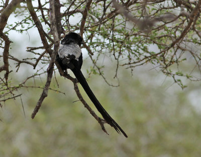 Skattrnskata  Magpie Shrike  Urolestes melanoleucus