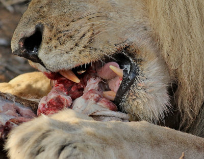 Lejon  African Lion  Panthera leo