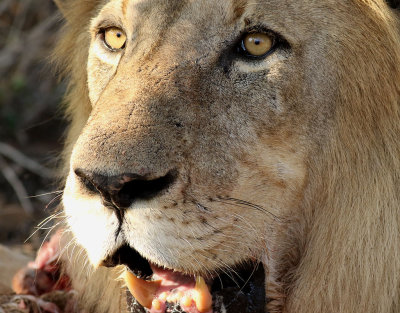 Lejon  African Lion  Panthera leo