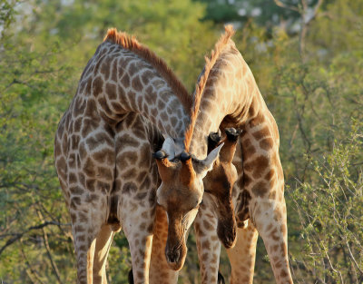 Giraff  Giraffe  Giraffa camelopardalis
