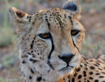 Gepard  Cheetah  Acinonyx jubatus