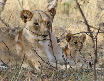 Lejon <br> African Lion <br> Panthera leo