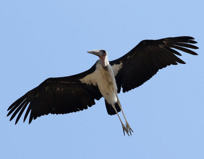 Maraboustork Marabou Stork Leptoptilos crumenifer