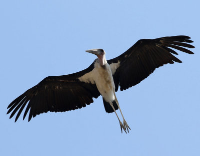 Maraboustork  Marabou Stork  Leptoptilos crumenifer