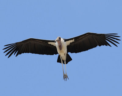 Maraboustork Marabou Stork Leptoptilos crumenifer