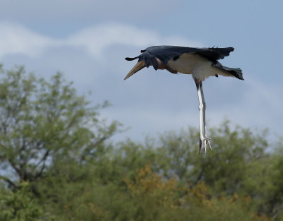 Maraboustork Marabou Stork Leptoptilos crumenifer