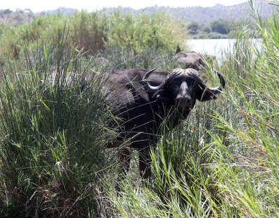 Afrikansk buffel  African Buffalo  Syncerus caffer