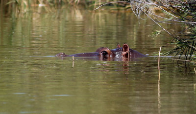 Flodhst  Hippopotamus  Hippopotamus amphibius