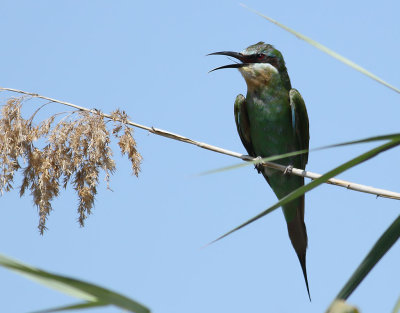 Grn bitare   - Blue-cheeked Bee-eater  Merops persicus