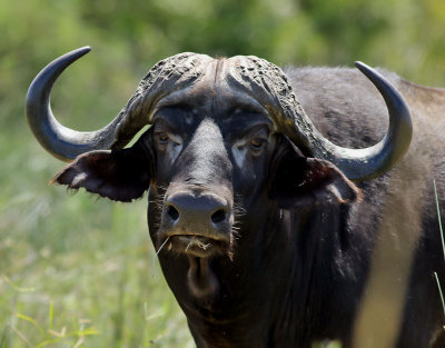 Afrikansk buffel  African Buffalo  Syncerus caffer
