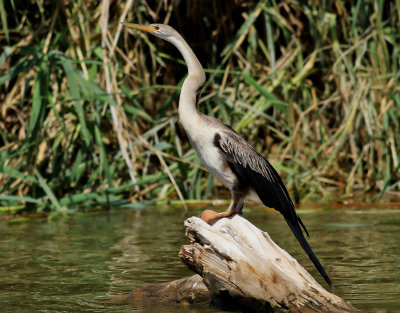 Afrikansk ormhalsfgel   African Darter  Anhinga rufa