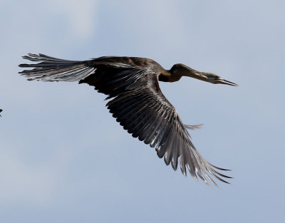 Afrikansk ormhalsfågel African Darter Anhinga rufa