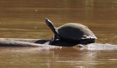 East African Serrated Mud Turtle  Pelusios sinuatus