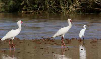 Afrikansk skedstork African Spoonbill Platalea alba