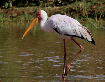 Afrikansk ibisstork   Yellow-billed Stork  Mycteria ibis