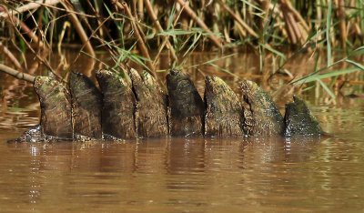 Nilkrokodil  Nile Crocodile  Crocodylus niloticus