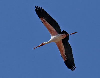 Afrikansk ibisstork  Yellow-billed Stork  Mycteria ibis