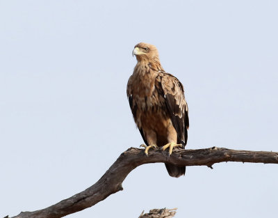 Savannrn  Tawny Eagle  Aquila rapax