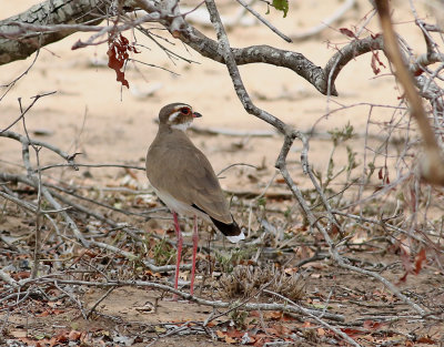Större ökenlöpare Bronze-winged Courser Rhinoptilus chalcopterus
