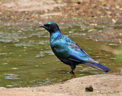 Burchell's Starling