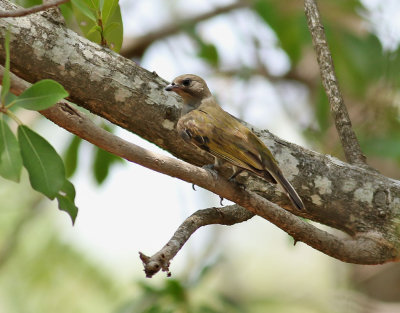 Mindre honungsvisare Lesser Honeyguide Indicator minor