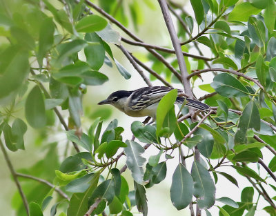 Svartryggig dunrygg Black-backed Puffback Dryoscopus cubla