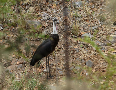 Woolly-necked Stork  Ciconia episcopus