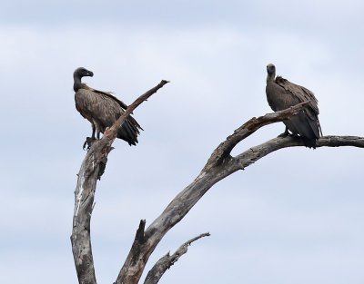 Vitryggig gam  White-backed Vulture  Gyps africanus