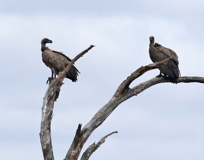 Vitryggig gam White-backed Vulture Gyps africanus