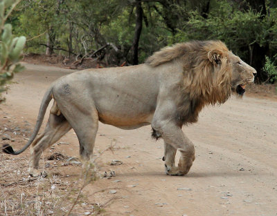 Lejon <br> African Lion <br> Panthera leo