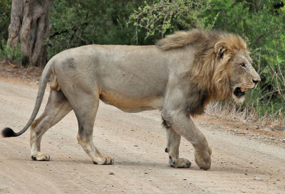 Lejon  African Lion  Panthera leo