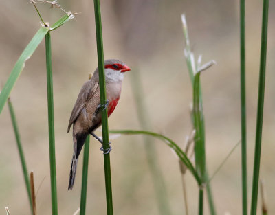 Helenaastrild  Common Waxbill  Estrilda astrild