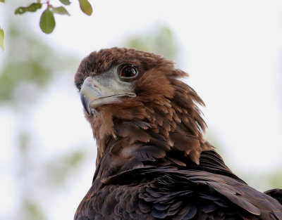 Gycklarrn  Bateleur  Terathopius ecaudatus