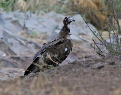 Kappgam Hooded Vulture Necrosyrtes monachus
