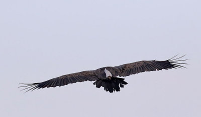 Vitryggig gam  White-backed Vulture  Gyps africanus