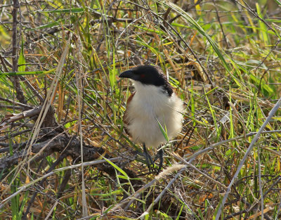 Burchellsporrgök Burchell's Coucal Centropus burchellii