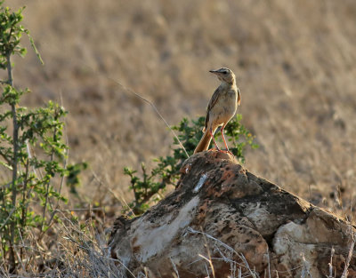 Lngstjrtad piplrka  Buffy Pipit  Anthus vaalensis