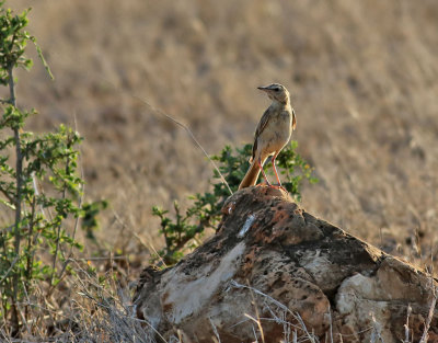 Långstjärtad piplärka Buffy Pipit Anthus vaalensis