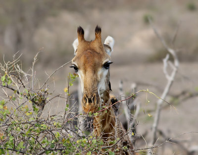 Giraff  Giraffe  Giraffa camelopardalis