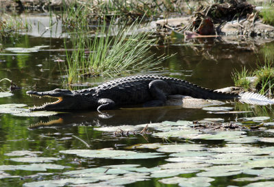 Nilkrokodil  Nile Crocodile  Crocodylus niloticus