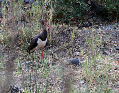 Svart stork  Black Stork  Ciconia nigra