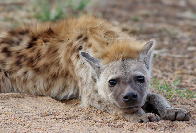 Flckig hyena  Spotted Hyaena  Crocuta crocuta