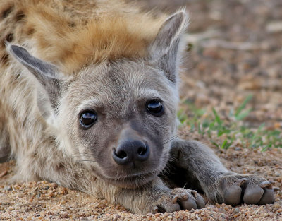 Flckig hyena  Spotted Hyaena  Crocuta crocuta