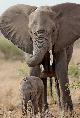 Afrikansk elefant  African Elephant  Loxodonta africana