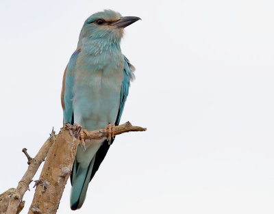 Blåkråka Coracias garrulus European Roller