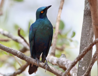 Blkindad glansstare  Greater Blue-eared Starling  Lamprotornis chalybaeus