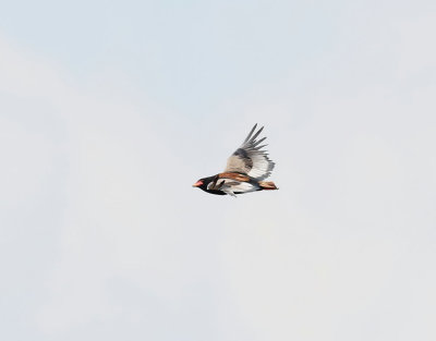 Gycklarrn  Bateleur  Terathopius ecaudatus