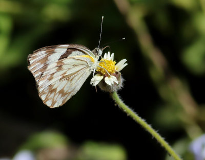 Butterfly sp.