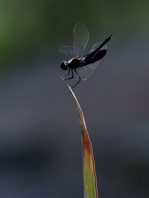 Dragonfly sp.